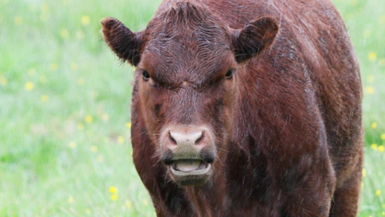 A man in his 60s has been taken to hospital with multiple injuries after being trampled by a cow at a regional property at Kapaldo in the North Burnett.