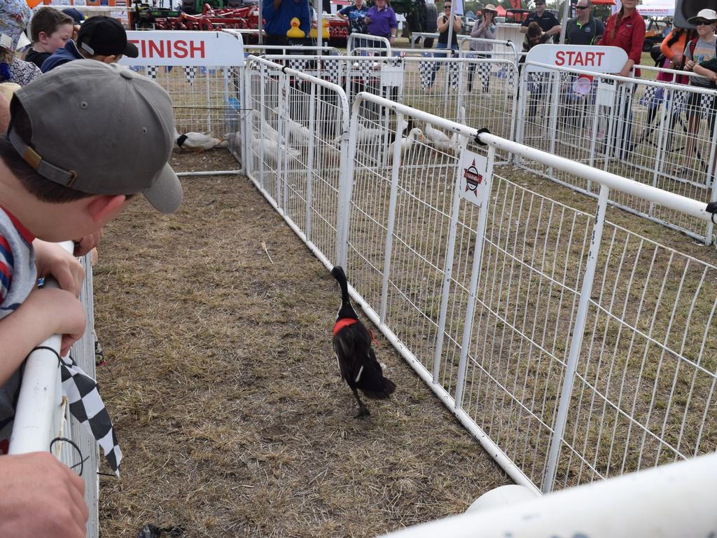 A duck racing towards the finish line.