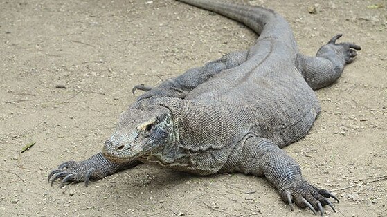 Adelaide Zoo will get its first komodo dragon in early March.