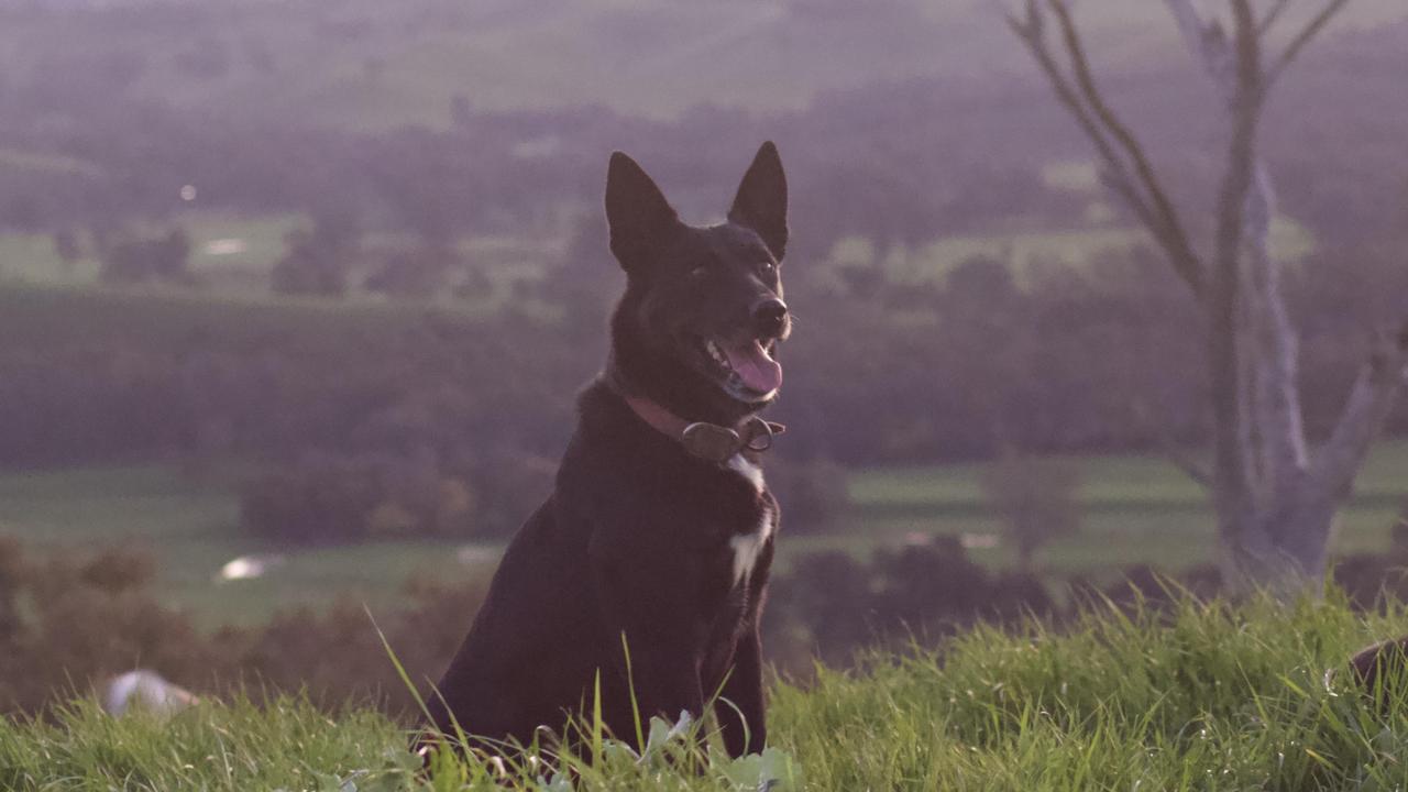 Dog Calendar Vote Now For The Weekly Times 2024 Dog Calendar The   9784027919a73f9f8e4000329ef01c42