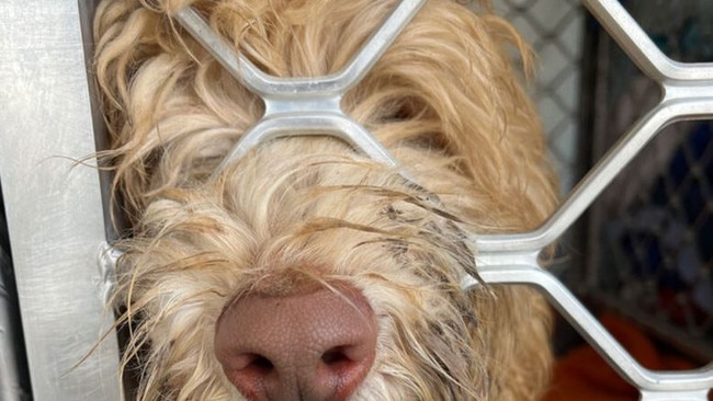 Tasmanian Labradoodles was shut down on Friday amid allegation of overbreeding. Picture: RSPCA