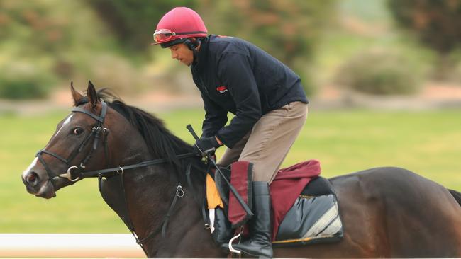 Irish galloper U S Navy Flag has some light exercise at Canterbury Park after arriving in Sydney for a crack at The Everest next month. Picture: Getty Images