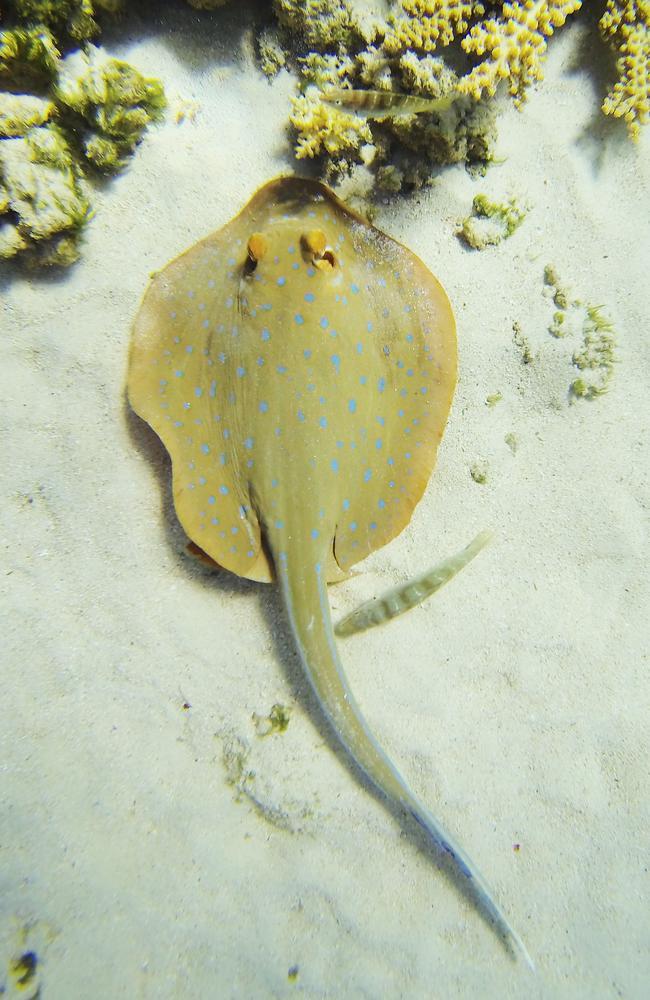 General, generic photo of a sting ray on Mackay Reef and sand cay, part of the Great Barrier Reef in Tropical Far North Queensland.