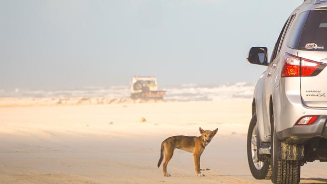 Dingo encounter: On the world’s biggest sand island.