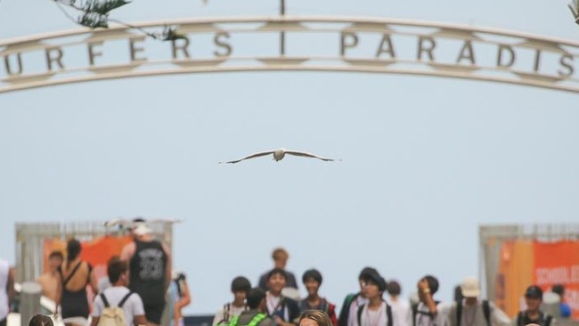 Pill testing will go ahead at schoolies 2024.