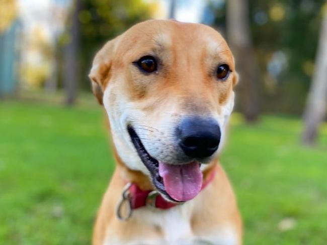 Bazza aka Baz the rescue dog from DARE has been credited with helping save Julie Dignum's life recently. He was on death row a week or two earlier. Picture: DARE/FacebookFOR COURIER MAIL. August 9/10, 2022.Baz the dog story.