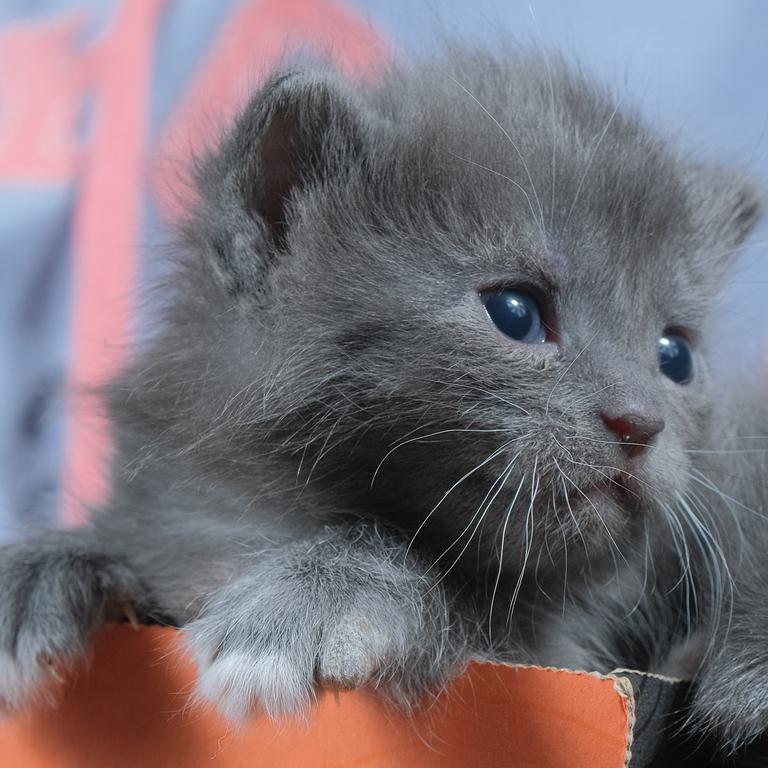 GAWS Geelong animal shelter need kitten foster carers Geelong Advertiser