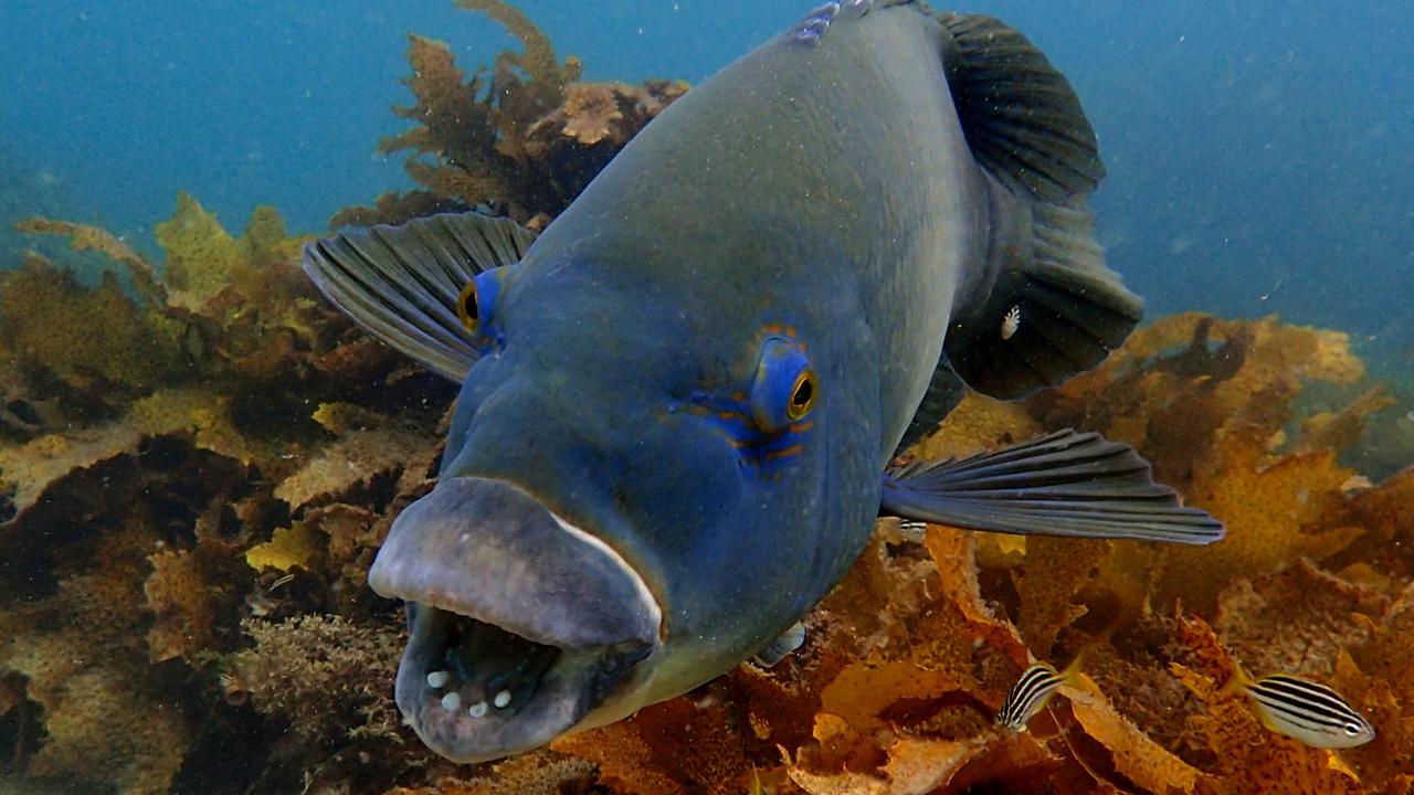 Gillnet fishing of wild barramundi to be banned in Queensland 