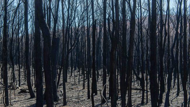 The Great Alpine Road was devastated after a bushfire tore through the region. Picture: Jason Edwards.