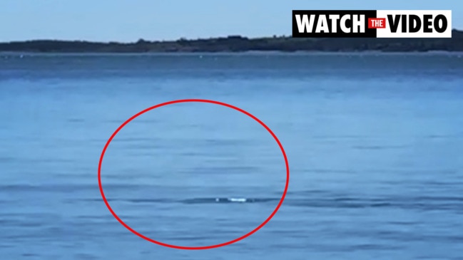 Crocodile spotted at Central Queensland beach