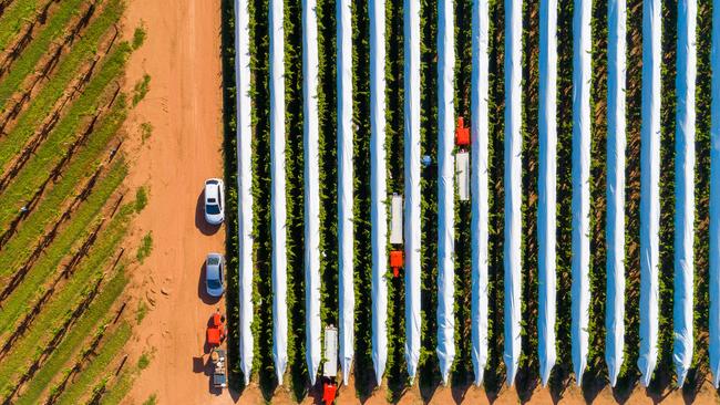 Almost a quarter of all jobs evaporated across the Murray Darling Basin’s south in the wake of the millennium drought and former Rudd-Gillard Labor Government water buyouts.