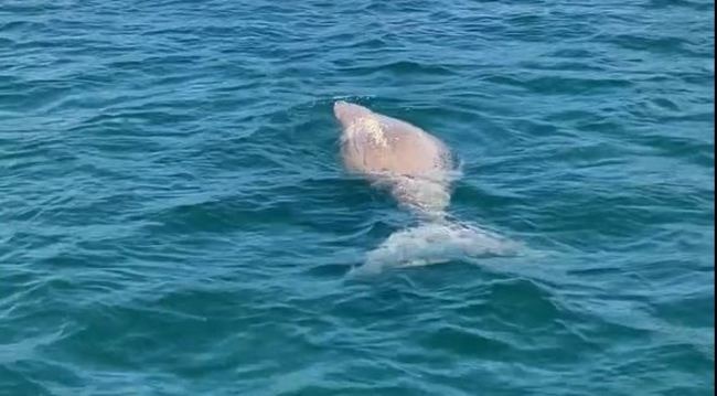 Dugong filmed on Gold Coast