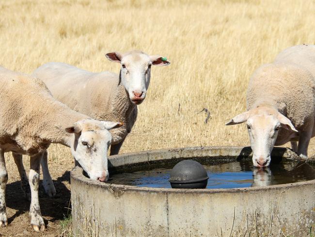 Sheep enjoying a drink in the hot weather at Curringa Farm at Hamilton, in Tasmania's Derwent Valley. For TasWeekend travel story. Pics by Linda Smith