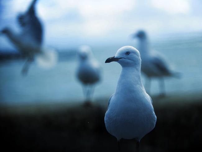 The birds ... a scarcity of food out to sea is forcing the scavenging birds to adapt their habits. Picture: Peter Lorimer