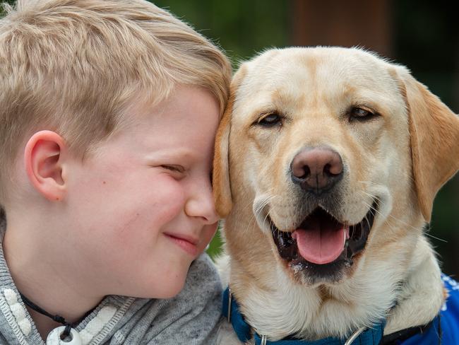 Noah Kosovich (7) and his assistance dog Claudia (2 year old Labrador) for Dogs of Oz spread. Noah has autism and since getting Claudia 9 months ago, his anxiety has improved dramatically.Picture Jay Town