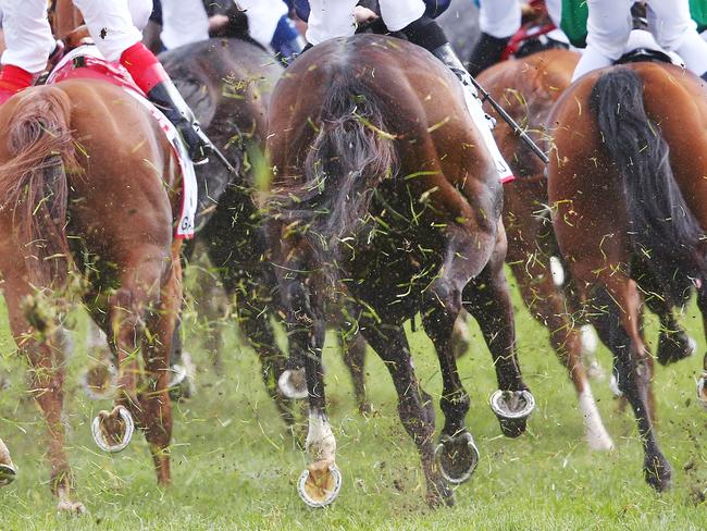 Cup runners make their way out of the home straight on the first occasion.