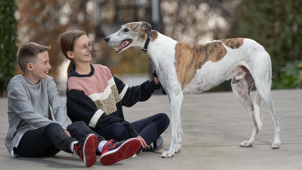 Greyhound Fernando Bale