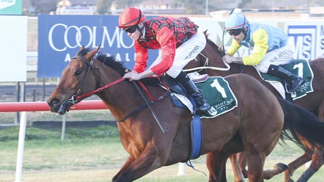 I'm Not Slew can bounce back from a handy run in town when she heads to Tamworth on Sunday. Picture: Bradley Photos