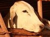 Cattle station told to frack off in compo bid