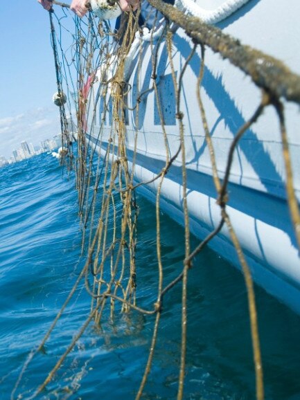 Shark nets and drumlines will be stripped from Queensland beaches starting from today 