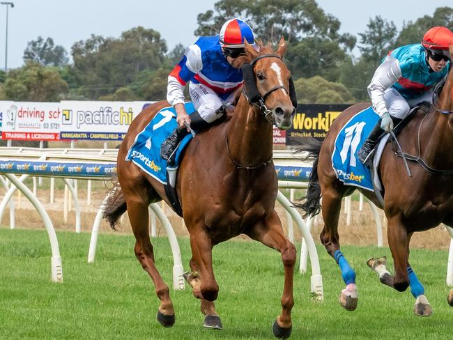 Promising debut winner Delusionaldictator will attempt to stay unbeaten when he resumes at Pakenham on Thursday. Picture: Racing Photos via Getty Images.