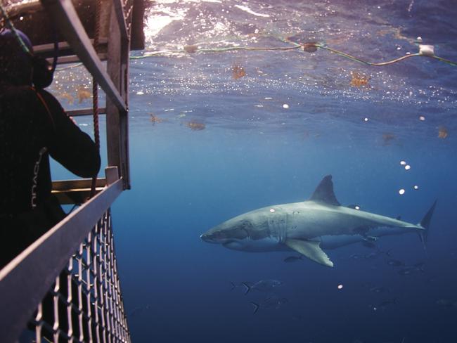 Backpackers who splash money on experiences like shark cage dives and “brag” about their trips to South Australia will be vital “influencers” to attract back after COVID-19, SATC says. Picture: SATC