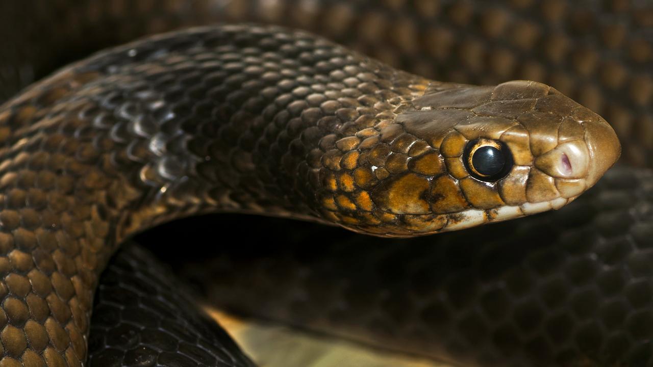 QLD man died after being bitten by brown snake | news.com.au ...