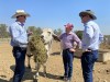 'Out to get farmers': Labor's plan to wipe out live sheep exports is just the tip of the iceberg