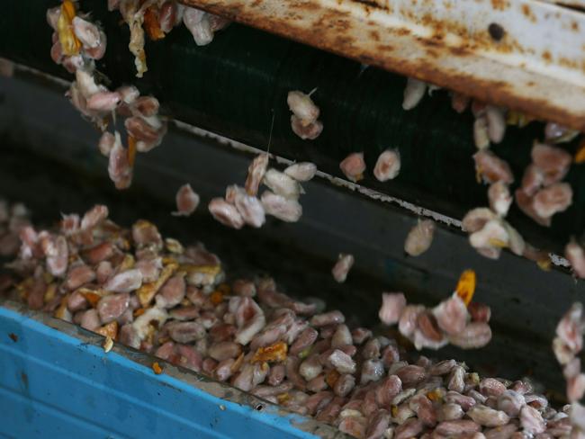 Raw beans being extracted from the coco pods. Picture: Stewart McLean