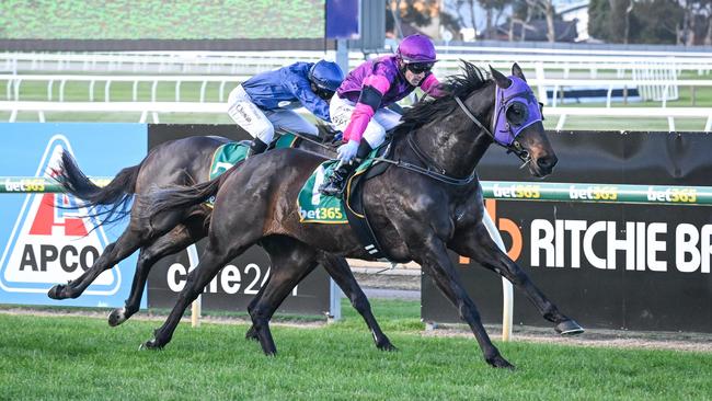 Rolling Moss could again prove hard to run down when trainer Shawn Mathrick takes the veteran to Wangaratta on Thursday. Picture: Racing Photos