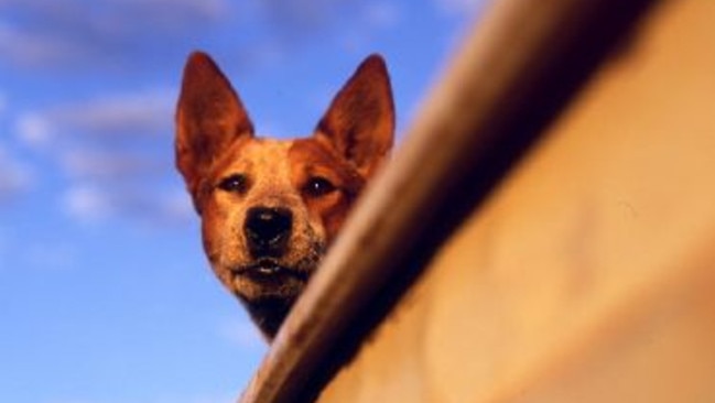 Koko is the dog appearing in new 2011 Australian film 'Red Dog', based on the book by Louis de Bernieres.