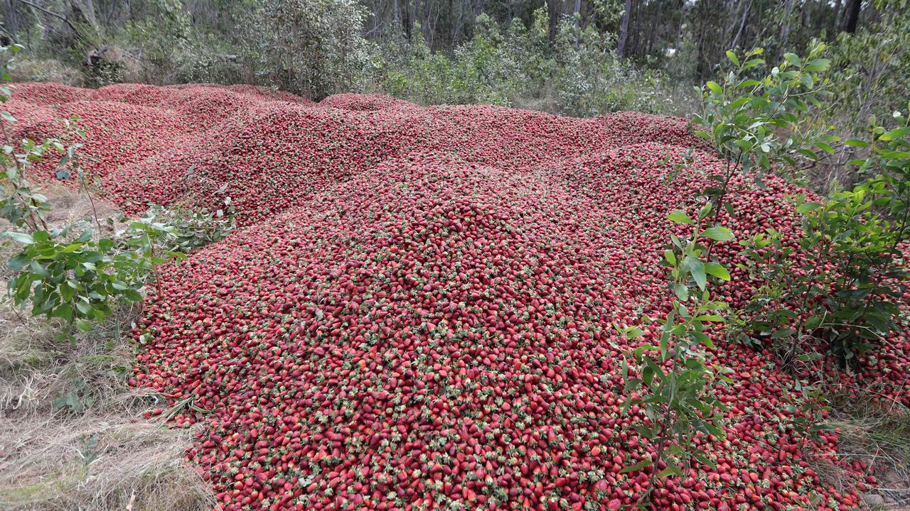 Dumped strawberries at a farm near Caboolture. File picture