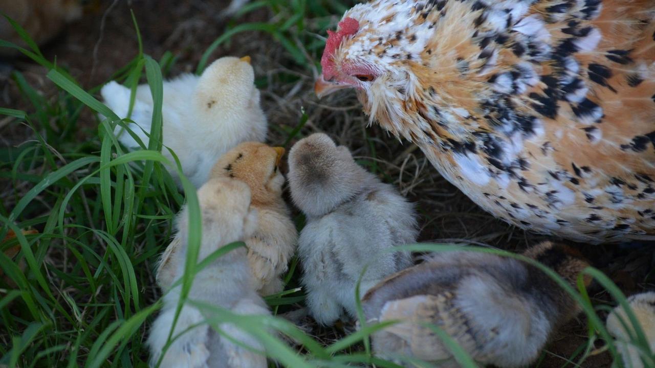 From the Ground Up Wellbeing Farm owner Kamala Paech has started offering animal and nature supported therapy programs for people living with disabilities and mental health.