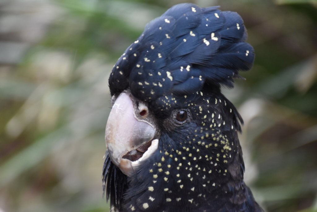 Getting up close with the birds at Maleny Botanic Gardens and Bird World. Picture: Mark Furler