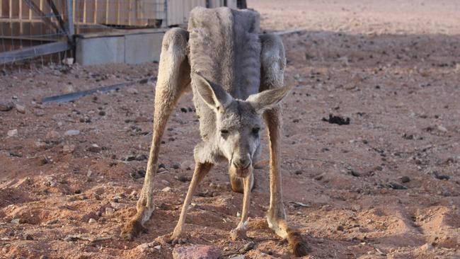 Kangaroos across Australia are being starving during the drought. Picture: Supplied