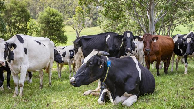 Cattle at Raelands Farm Barrington in NSW with their heat detection collars.