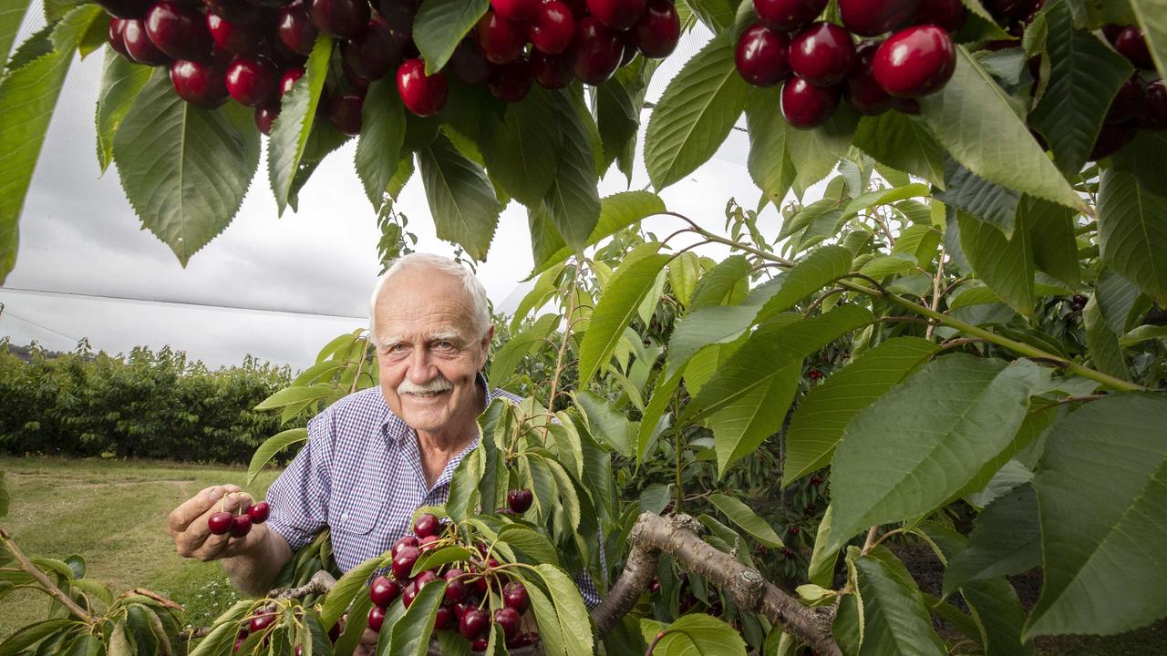 Woodstock Orchards owner Mike Oakford who has started harvesting cherries at Woodstock. Picture: Chris Kidd