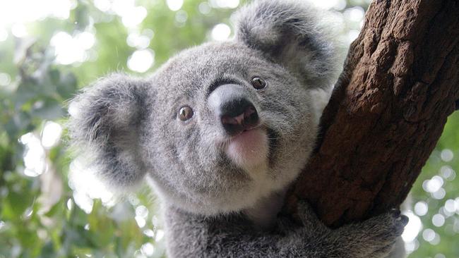 A koala at Lone Pine Sanctuary. There are fears the species may be wiped out in the Brisbane region