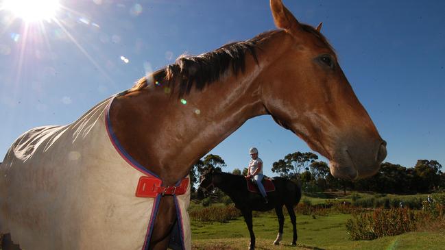 Lockleys Riding Club horses at Breakout Creek. Picture: Chris Walls