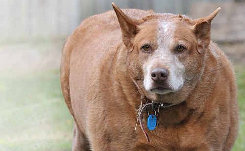 Red cattle store dog x kelpie