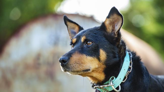 Mollie the Kelpie. Picture: Zoe Phillips