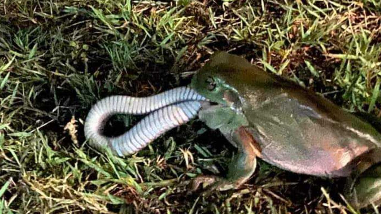 Famished frog feasts on snake