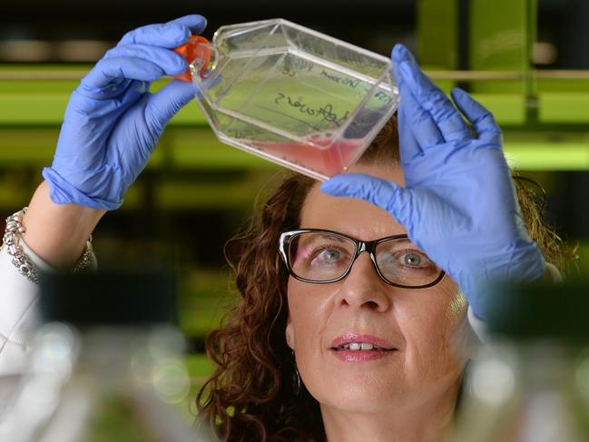 10/6/14 - Professor Deborah White, director, Cancer Research at SA Health and Medical Research Institute.Photo Naomi Jellicoe