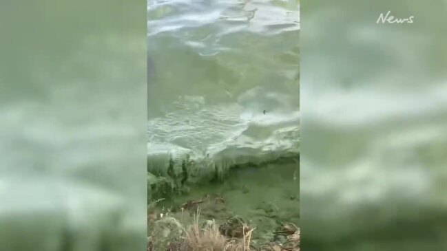 Photos: Thick Green Algae Chokes Beach—Swimmers Dive In