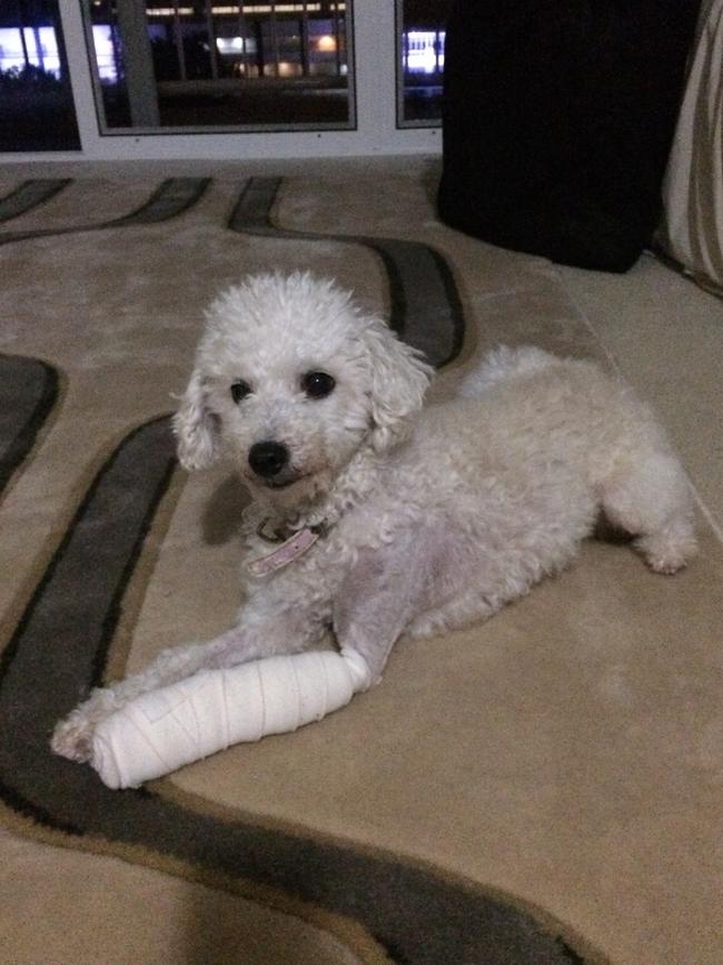 Coco: The poodle may have a broken leg in a fight with her brother, but she’s enjoying recuperating in her highriseapartment.