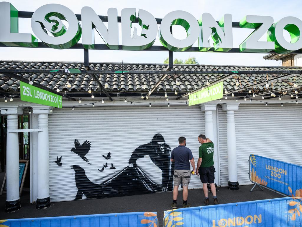 LONDON, ENGLAND - AUGUST 13: London Zoo staff members measure up a new mural by street artist Banksy of a gorilla freeing animals on the shutters at London Zoo on August 13, 2024 in London, England. The mural has been claimed by Banksy in an Instagram post, who has also painted eight animal-themed artworks in the London area over the preceding eight days. (Photo by Leon Neal/Getty Images)