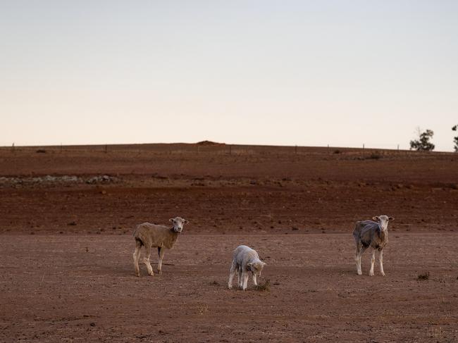 COONABARABRAN , NEW SOUTH WALES - JUNE 20:  The Jerry family farm 'Marlborough', 40 km outside Coonabarabran. The New South Wales State government recently approved an emergency drought relief package of A$600m, of which at least A$250m is allocated for low interest loans to assist eligible farm businesses to recover. The package has been welcomed, though in the words of a local farmer "it barely touches the sides". Now with the real prospect of a dry El-Nino weather pattern hitting the state in Spring, the longer term outlook for rain here is dire. June 20, 2018 in Coonabarabran, Australia.  (Photo by Brook Mitchell/Getty Images)