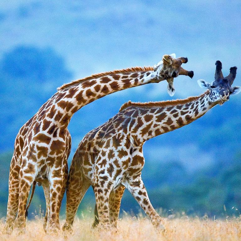 Fight between two male giraffes.