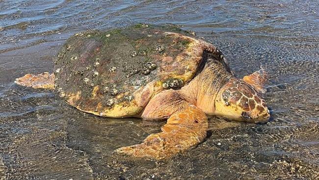 Marine turtles are among the most common animals found stranded on Queensland coastlines. Picture: Supplied