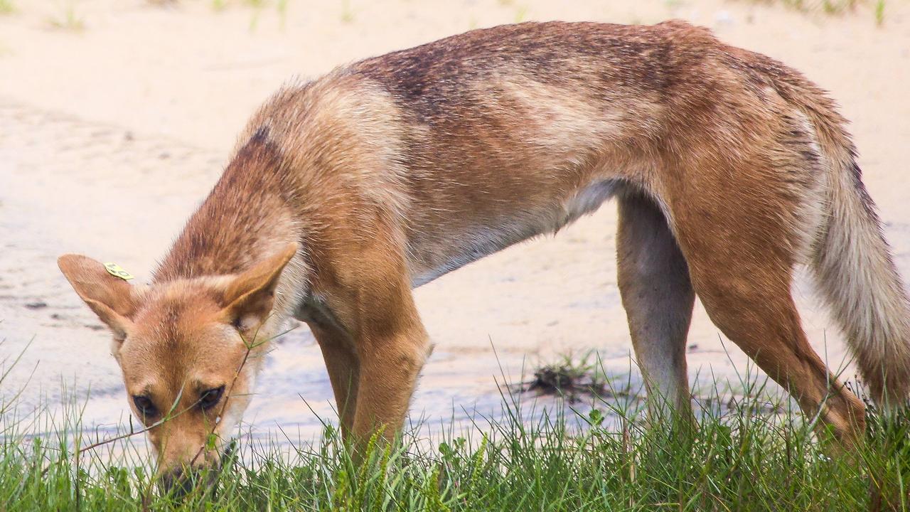 Dingo bites woman at popular K’gari tourist spot